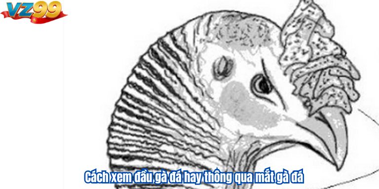 Cách xem đầu gà đá hay thông qua mắt gà đá