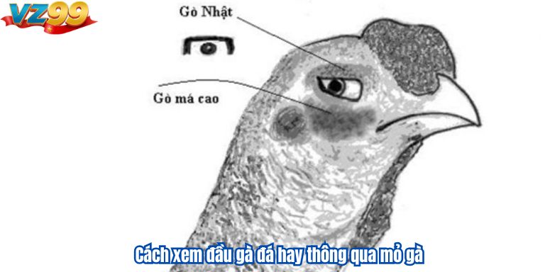 Cách xem đầu gà đá hay thông qua mỏ gà