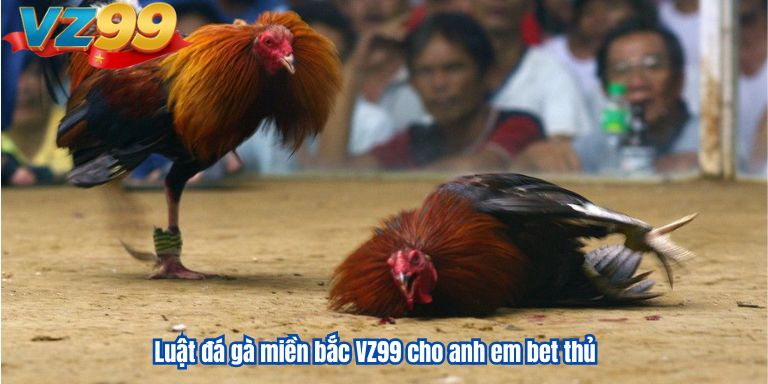 Luật đá gà miền bắc VZ99 cho anh em bet thủ